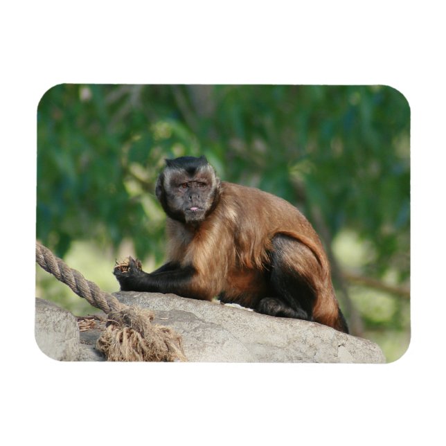 Imán Capuchin Monkey Cul pero Cranky (Horizontal)