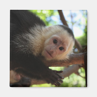 Imán Capuchin Monkey Magnet