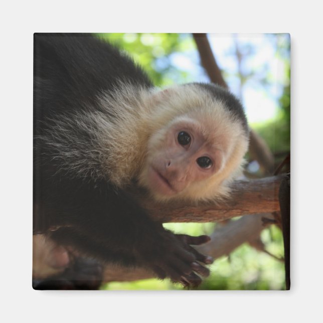 Imán Capuchin Monkey Magnet (Frente)