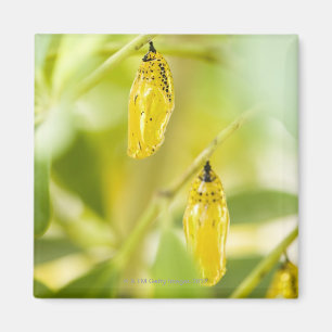 Imán Capullo de la mariposa de papel de la cometa,