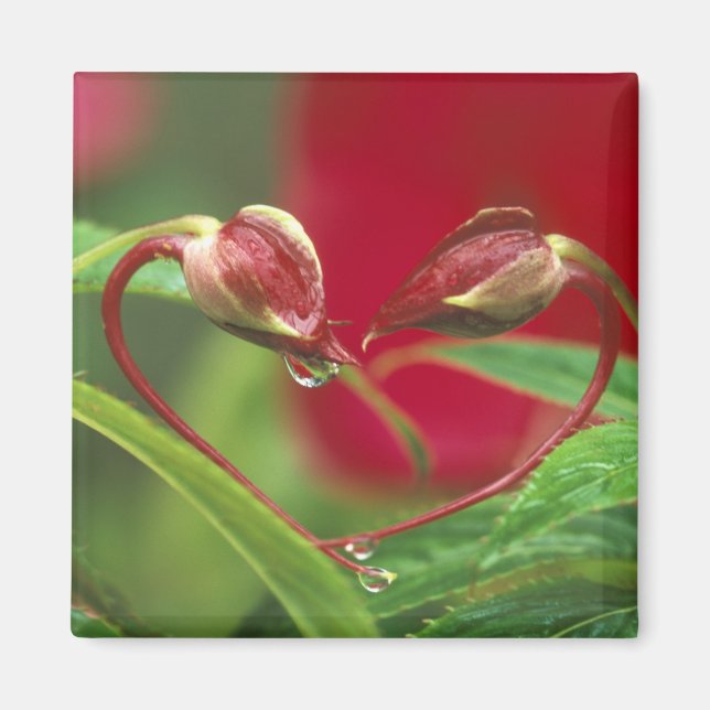 Imán Capullos de Begonia en forma de corazón con gotas. (Frente)