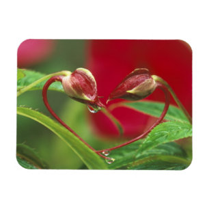 Imán Capullos de Begonia en forma de corazón con gotas