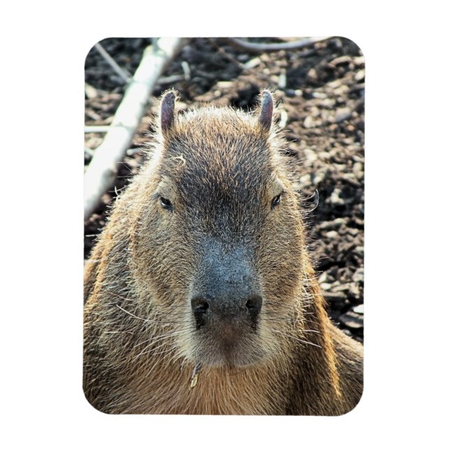 IMÁN CAPYBARA (Vertical)