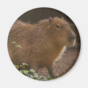 Imán Capybara