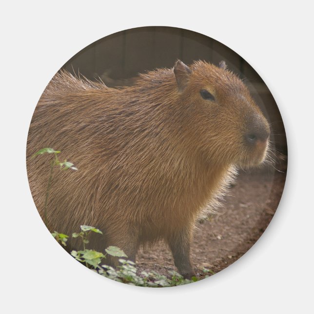 Imán Capybara (Frente)