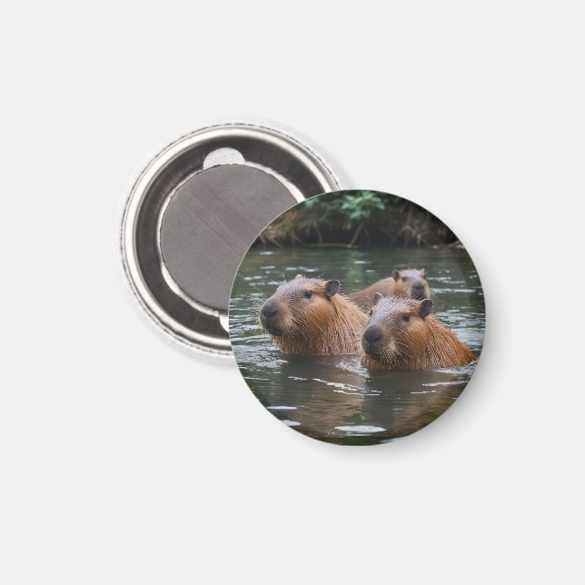 Imán Capybaras' Swimming In The River,  (Anverso/Reverso)