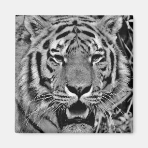 Imán Cara blanco y negro del tigre