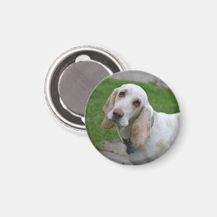 Imán Cara Bloodhound