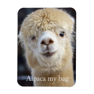 Imán Cara de alpaca linda