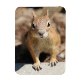 Imán Cara de ardilla