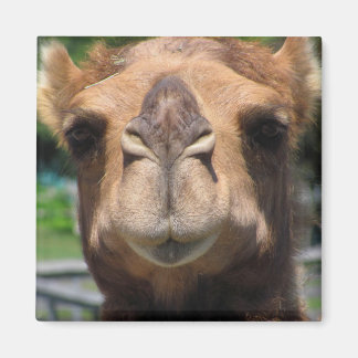 Imán Cara de camello