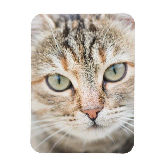 Imán Cara de gato (Vertical)