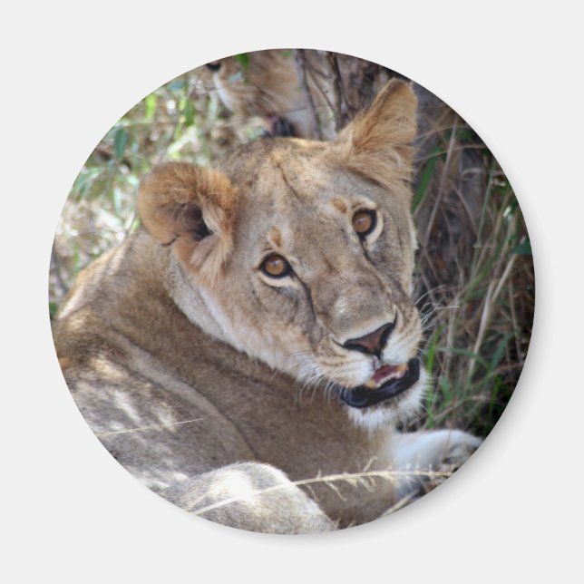 Imán cara de león (Frente)