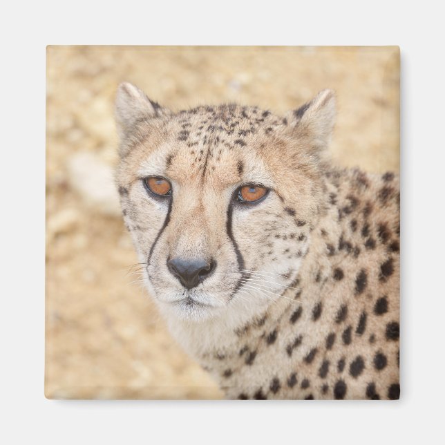 Imán Cara de lo salvaje: La mirada intensa de Cheetah (Frente)