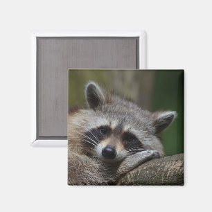 Imán Cara de mapache