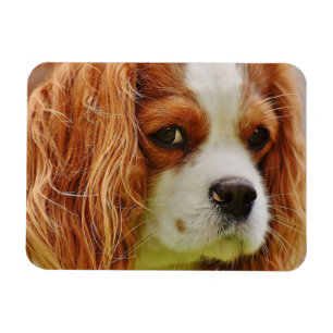 Imán Cara de Rey Charles Spaniel