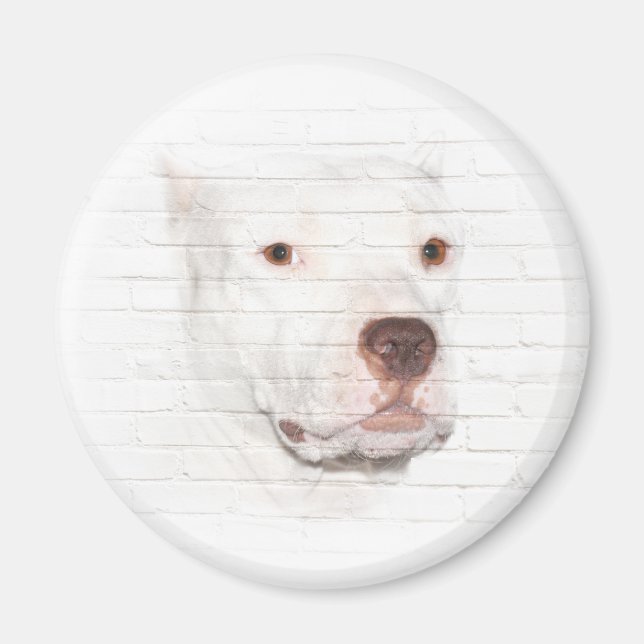 Imán Cara de terror de pitbull blanco (Frente)