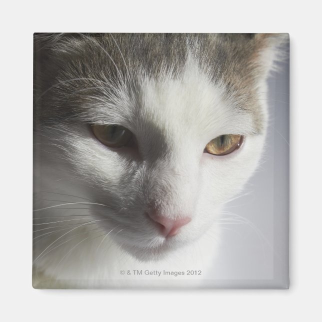 Imán Cara de un gato (Frente)