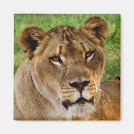 Imán Cara de una reina