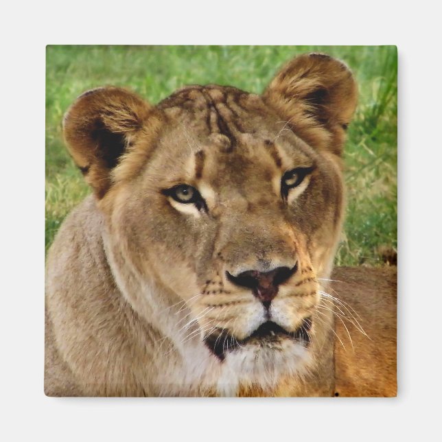 Imán Cara de una reina (Frente)