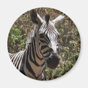 Imán cara de zebra
