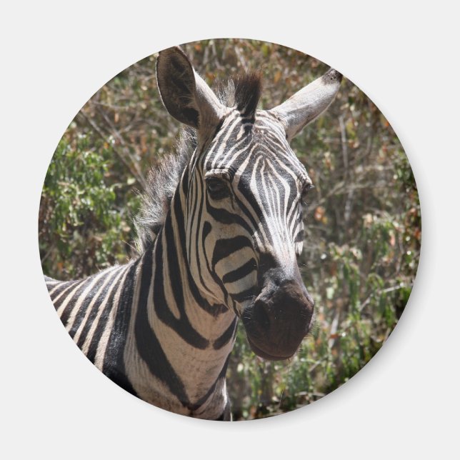 Imán cara de zebra (Frente)