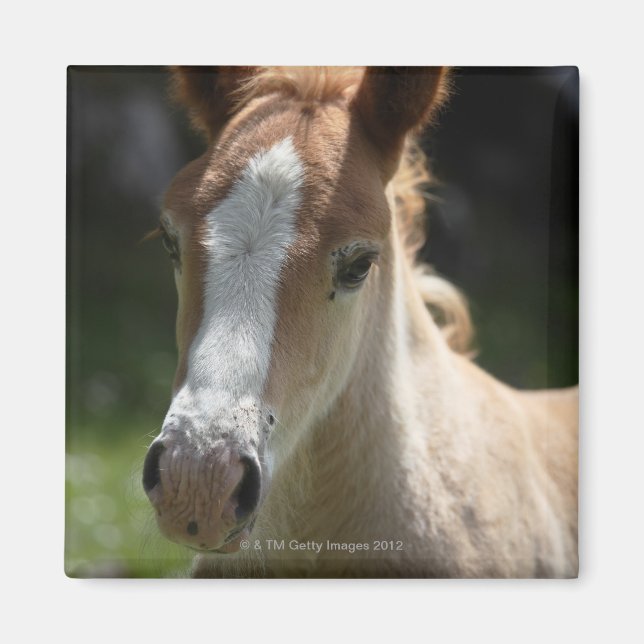 Imán cara del potro (Frente)