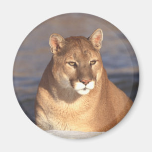 Imán Cara del puma