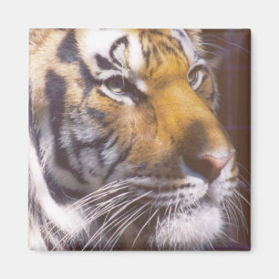 Imán Cara del tigre