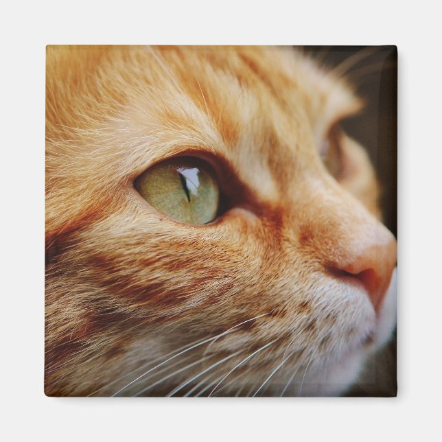 Imán Cara determinada de un gato jengibre (Frente)