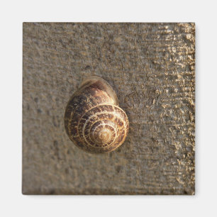 Imán Caracol