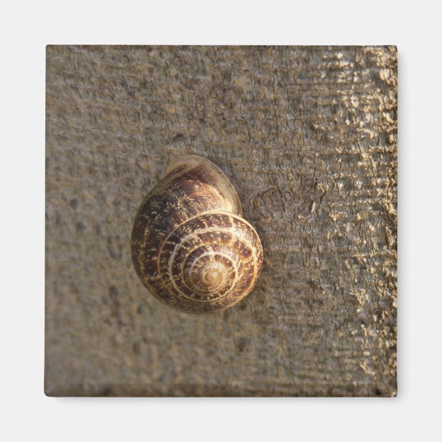Imán Caracol (Frente)