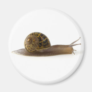 Imán caracol
