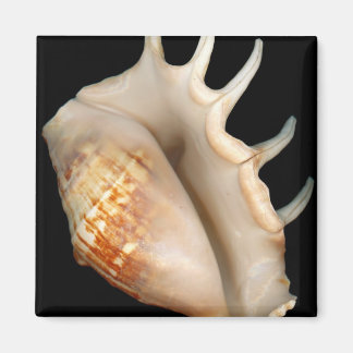 Imán Caracol - Conquiliología - Concha