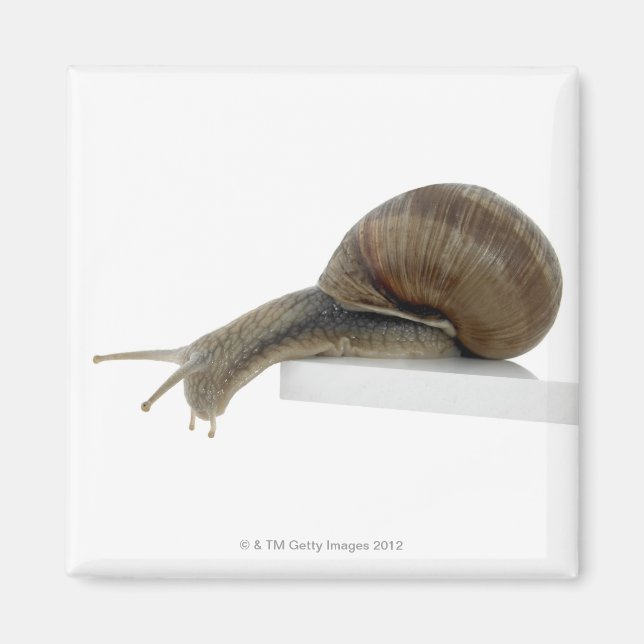 Imán Caracol normal (Frente)