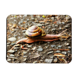 Imán Caracol rojo en el suelo