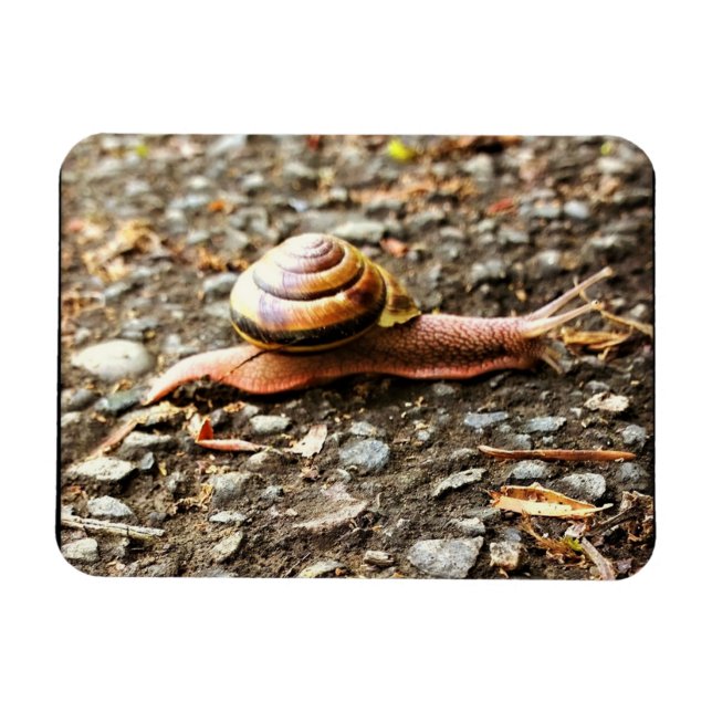 Imán Caracol rojo en el suelo (Horizontal)