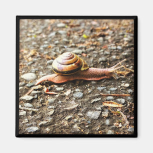 Imán Caracol rojo en el suelo