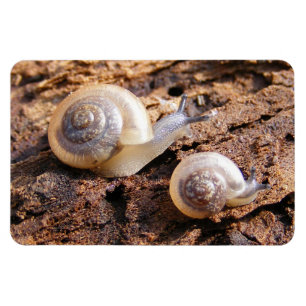 Imán Caracoles de bebé