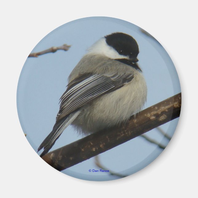 Imán Carbonero de Capucha Negra B21 (Frente)