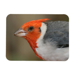 Imán Cardenal con cresta rojo