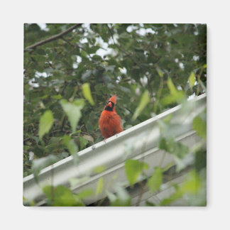 Imán Cardenal de escucha