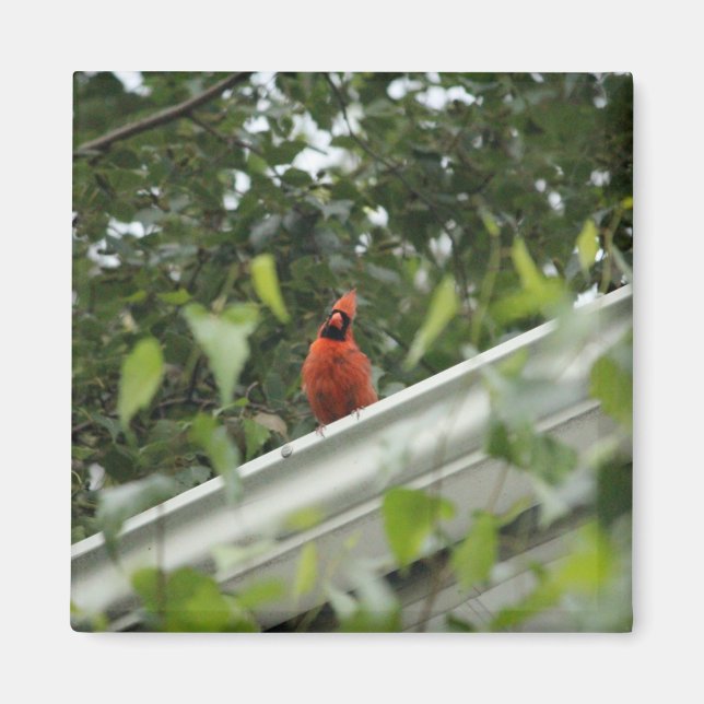 Imán Cardenal de escucha (Frente)