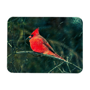 Imán Cardenal de invierno en tormenta de nieve - Mejora