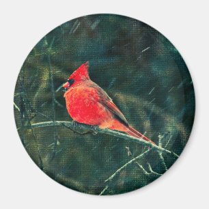 Imán Cardenal de invierno en tormenta de nieve - Mejora