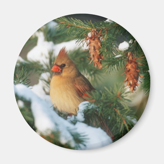 Imán Cardenal del norte en árbol, Illinois (Frente)