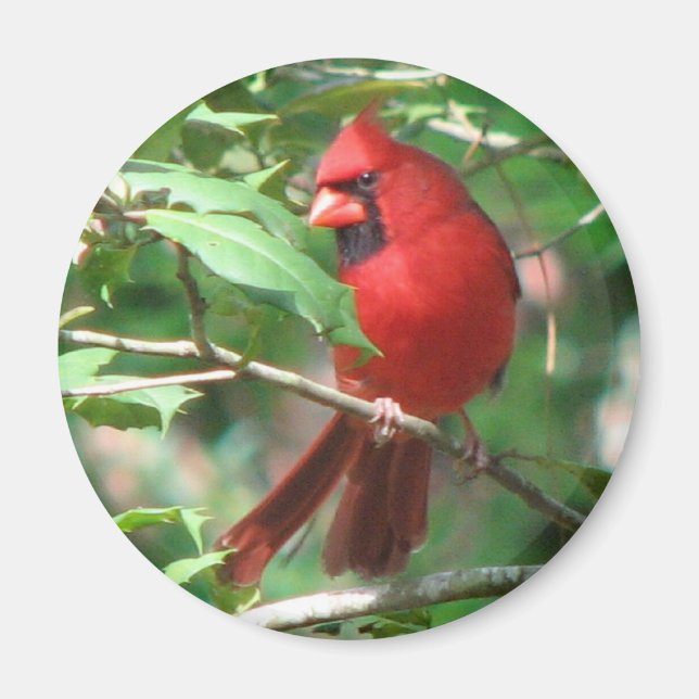 Imán Cardenal en Holly Magnet (Frente)