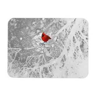 Imán Cardenal en invierno