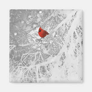Imán Cardenal en invierno