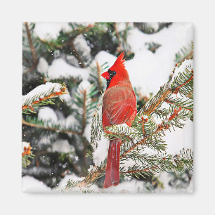 Imán Cardenal en un pino